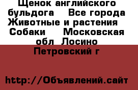 Щенок английского бульдога  - Все города Животные и растения » Собаки   . Московская обл.,Лосино-Петровский г.